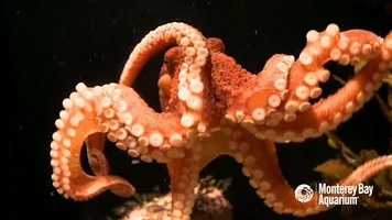  문어(Octopus)의 비밀!! 건강 전문가가 알려주는 효능과 효과!!