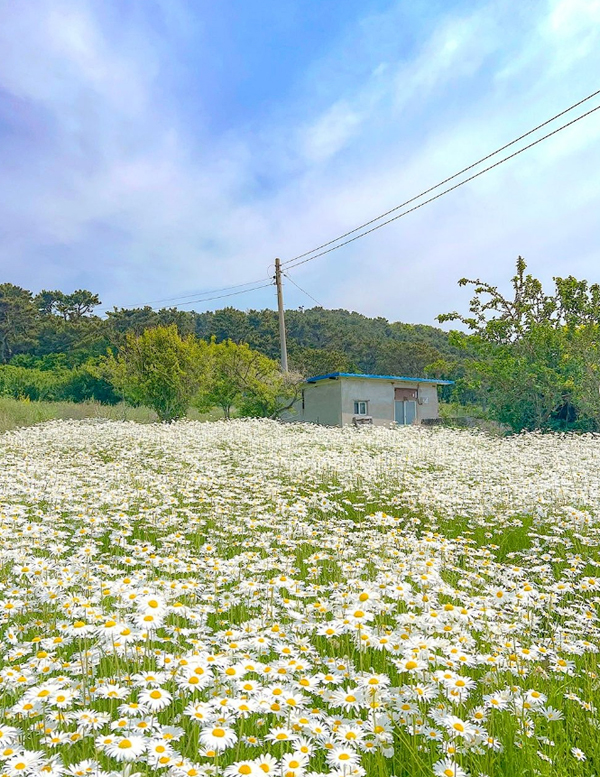 전국-샤스타데이지-명소-부안-변산