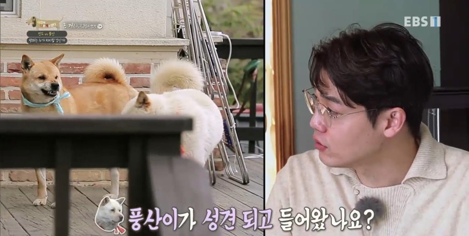 풍산개의치열한 혈투와 전쟁 - EBS 세상에 나쁜 개는 9