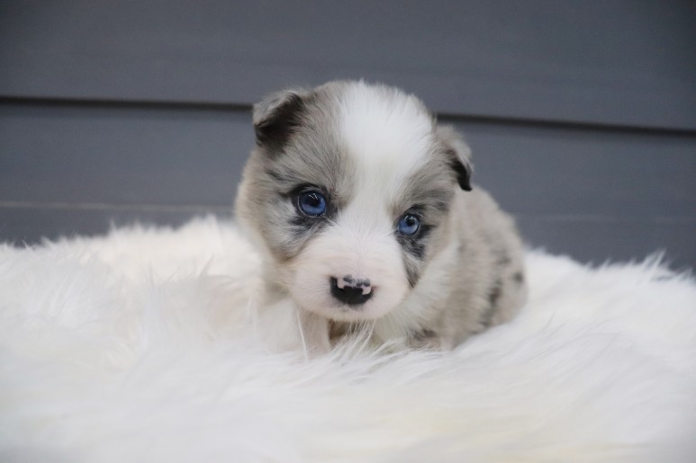 보더 콜리도산 귀엽잖아, 블루마루 6