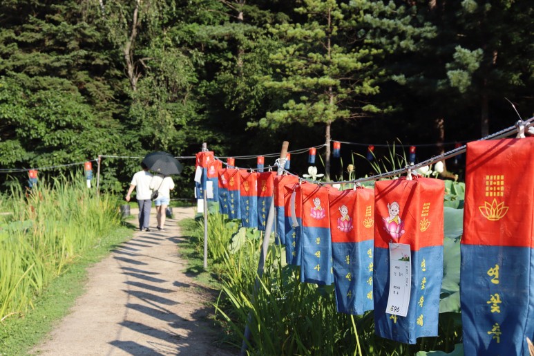 봉선사 연꽃 피는 시기 꽃놀이 합니다~경기도 연꽃축제 남양주여행 21