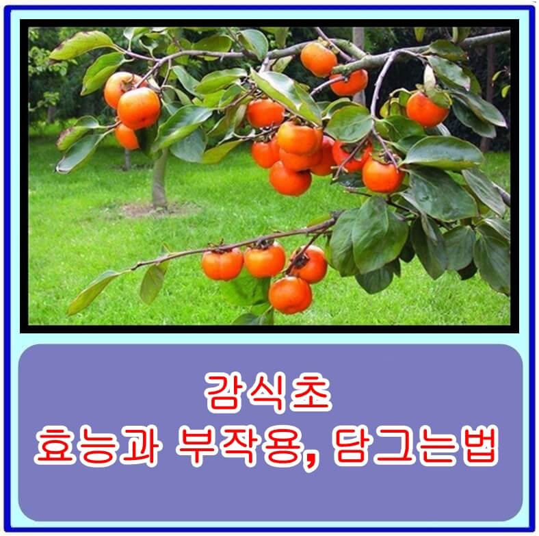 감식초의 효능과 부작용&#44; 담그는법