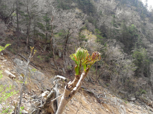 자연산 두릅 채취 시기