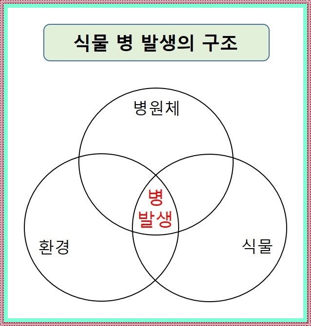 식물 병 발생의 구조