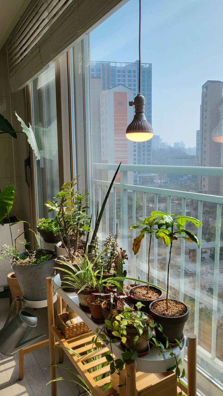 퓨처 그린 식물등으로! 20