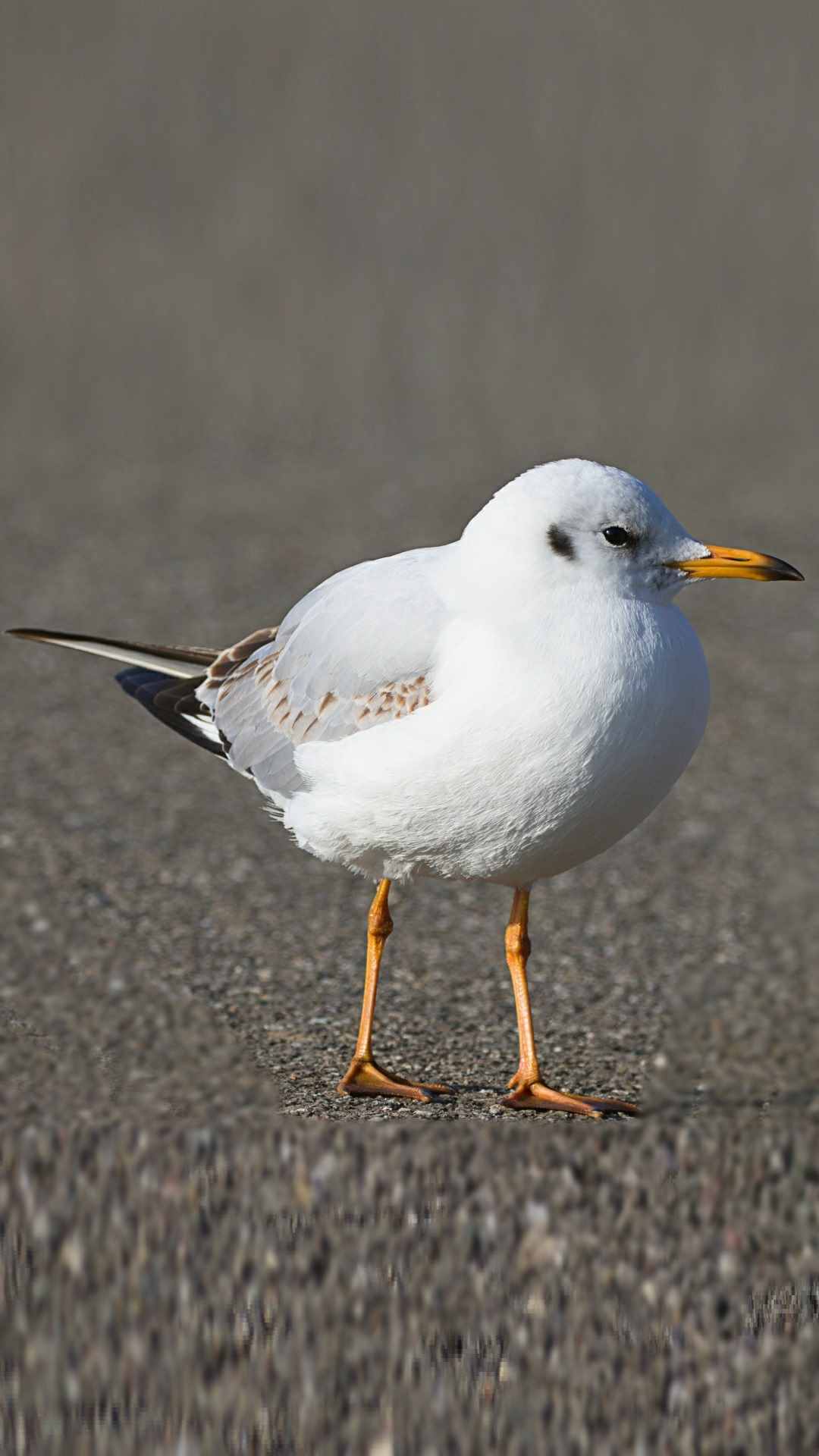 Small Bird Animal Photo iPhone Wallpaper