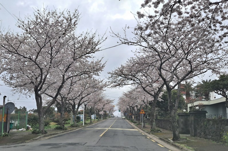 예래동 벚꽃길