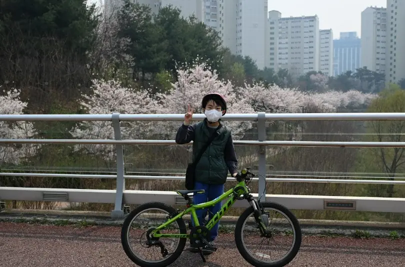 광교호수공원 벚꽃 사진 1