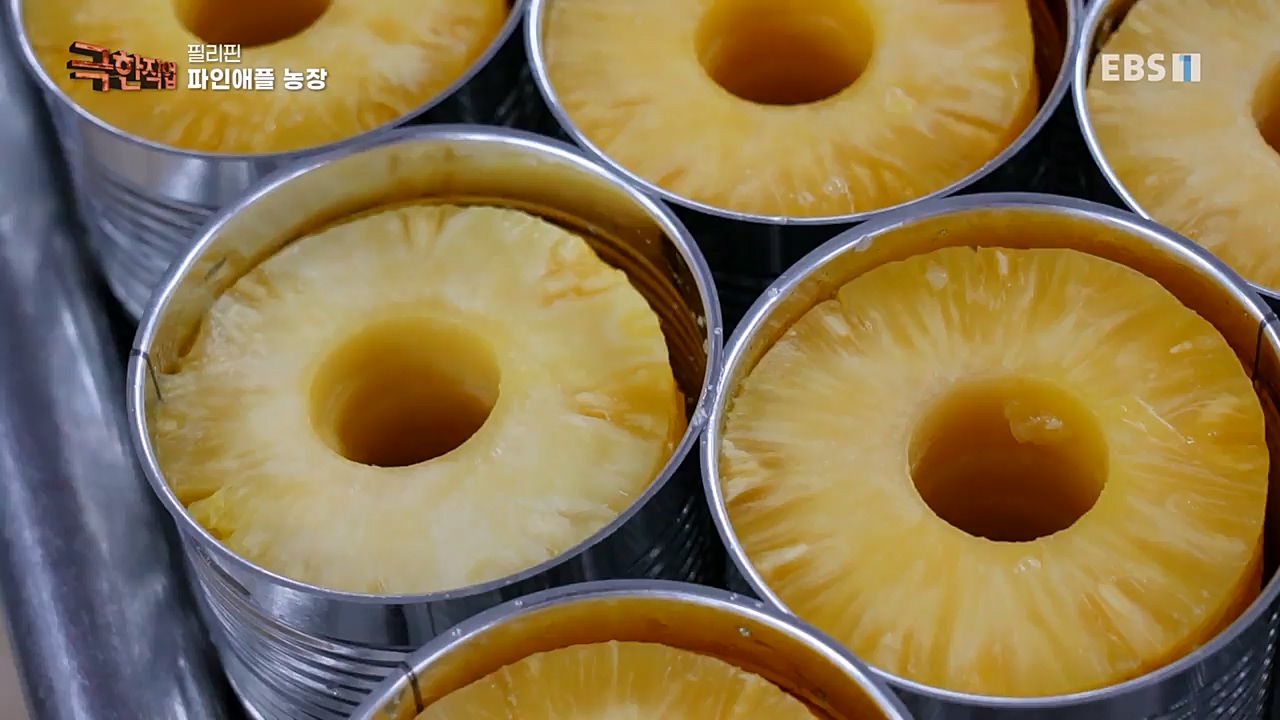 TV - 교육의 중심 EBS필리핀 바나나, 파인애플 농장.mp4_20230302_202911.835.jpg