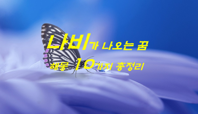  나비꿈 해몽 10가지 총정리