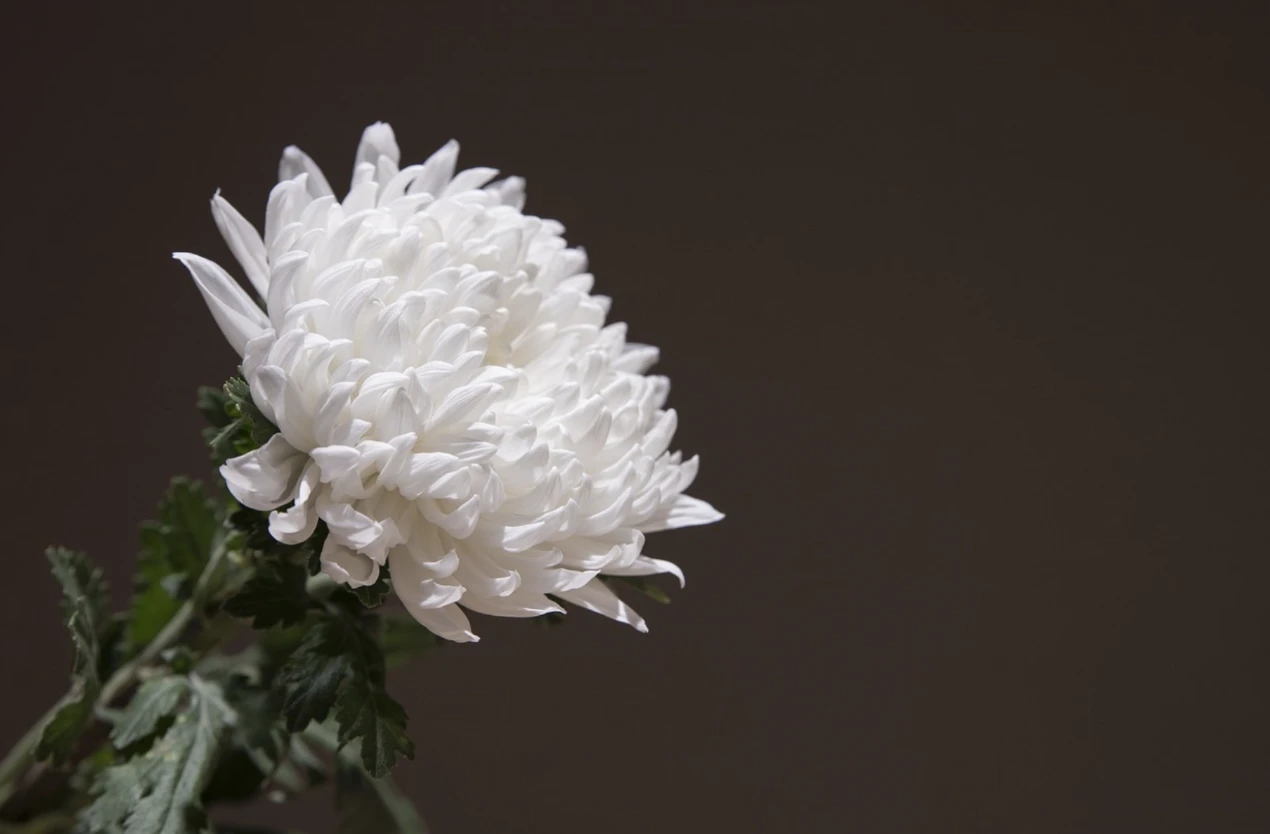 흰색-국화꽃