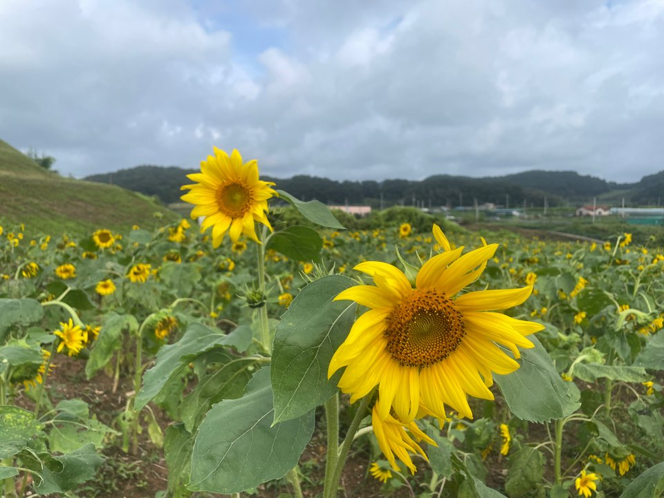 연천해바라기의 해바라기모습이다.