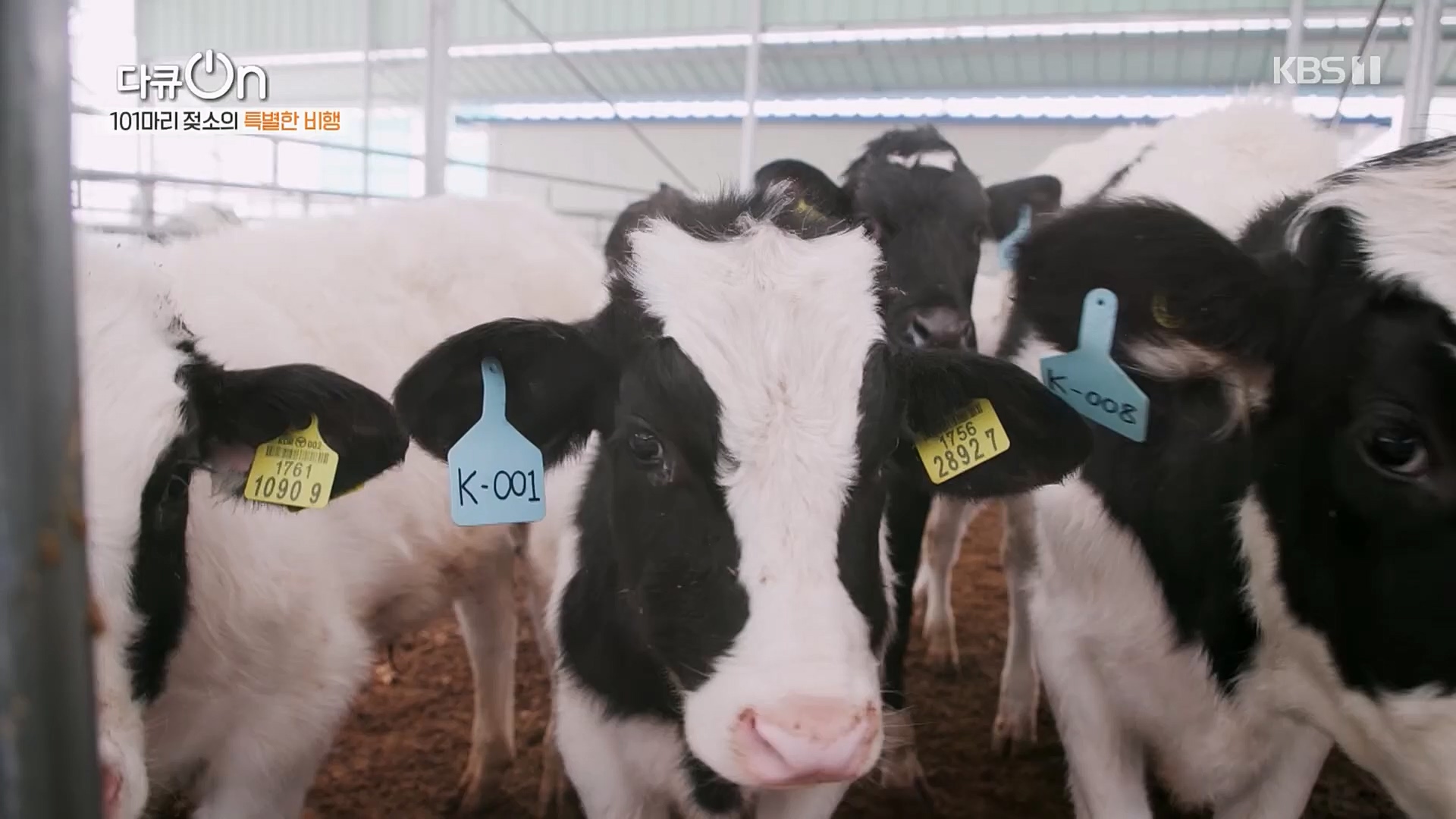 다큐 On.E184.230203p.H264-F1RST.mp4_20230211_175637.505.jpg