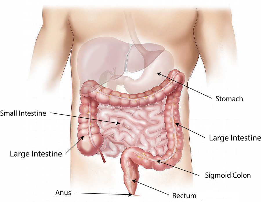인체의 내부 장기 중에서 위장과 간&#44; 그리고 대장과 소장의 위치와 형태를 잘 나타내주는 이미지 사진