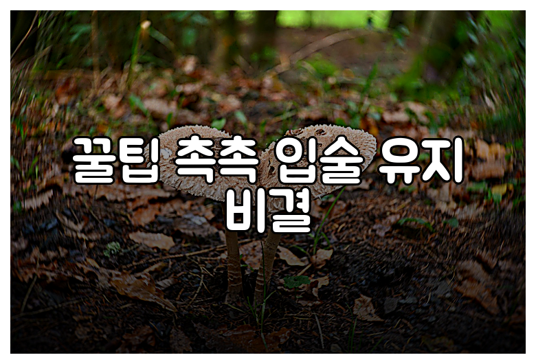 꿀팁 촉촉 입술 유지 비결