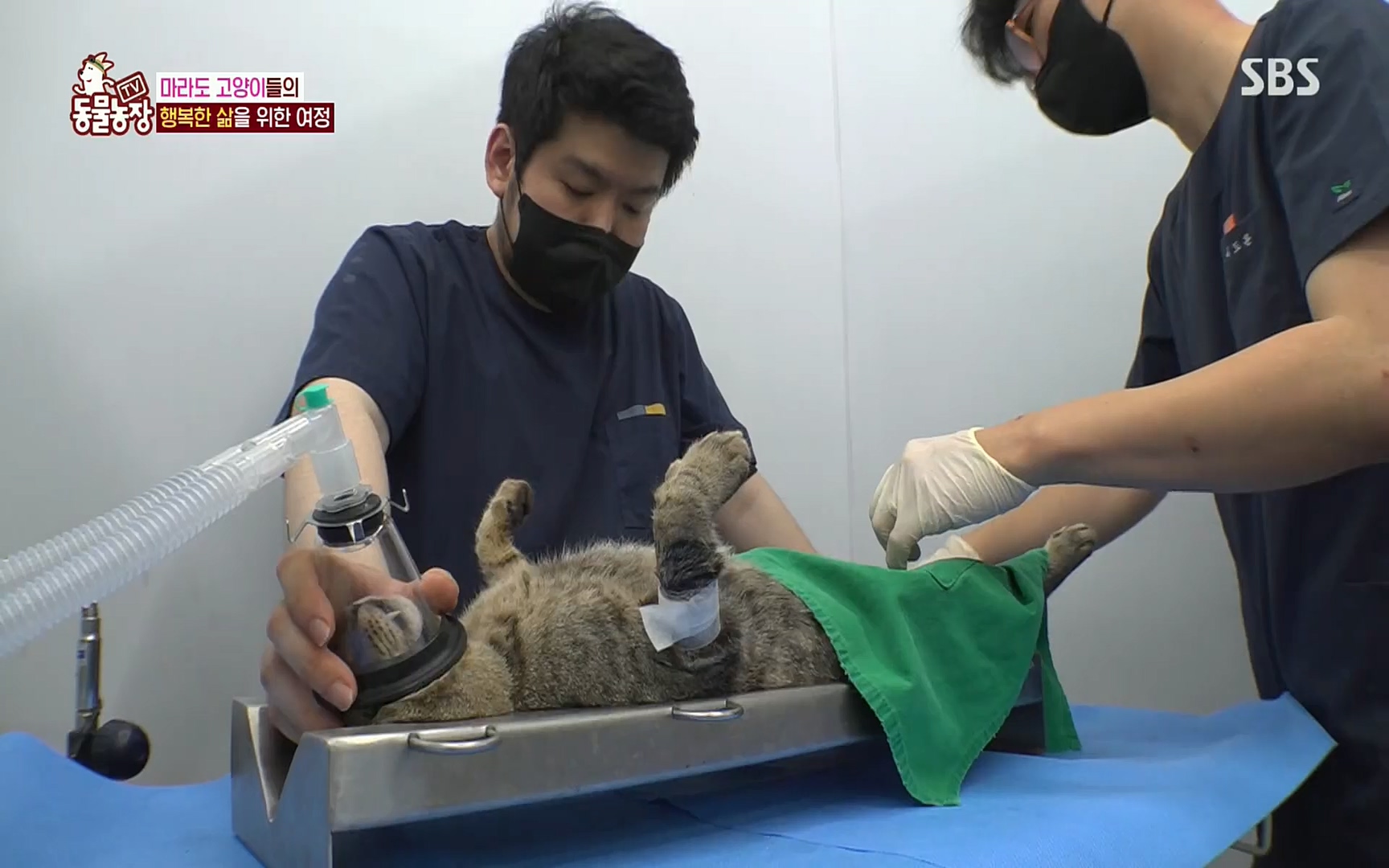 TV 동물농장.E1077.220710p.H264-F1RST.mp4_20220710_175433.432.jpg