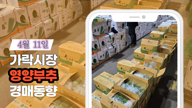  [경매사 일일보고] 4월 11일자 가락시장 영양부추 경매동향을 살펴보겠습니다!