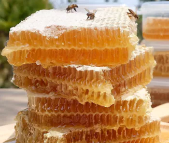 벌집에-꿀이-떨어지고-벌들이-있다