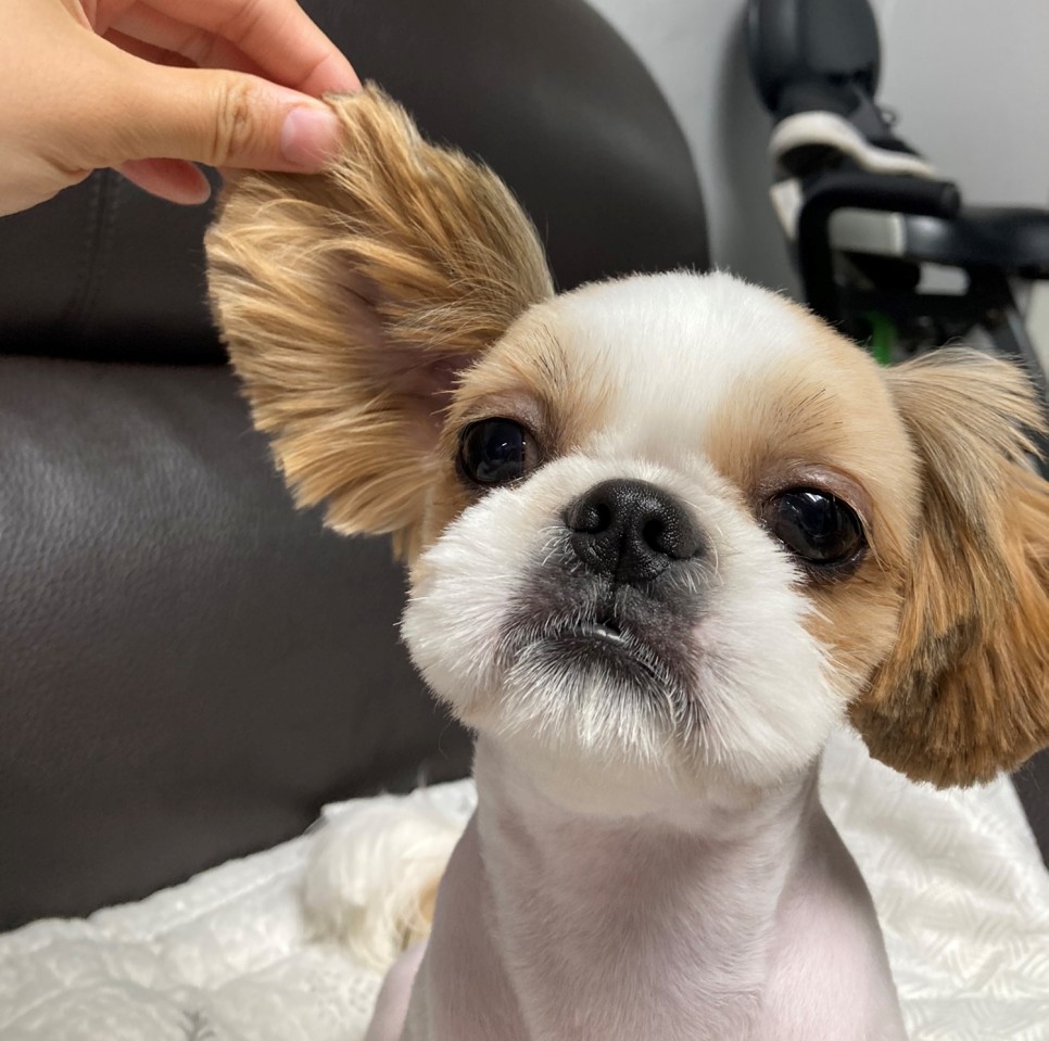 애견미용 여름맞이 애견미용 강아지 미용 천안 애견미용 [지켜주는 강아지] 천안역 2