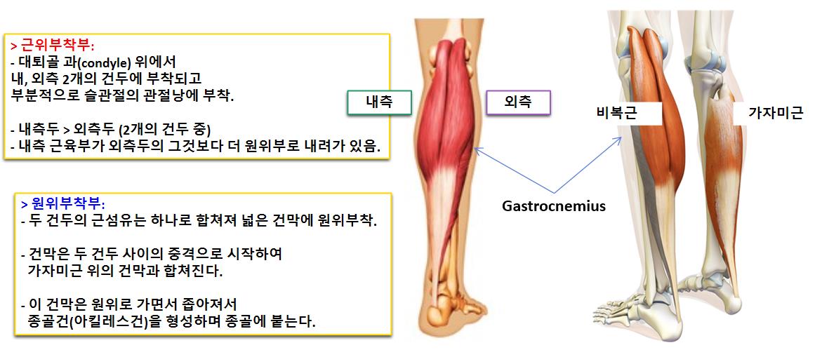 발목의 전문가, 후부 근육 비복근(Gastrocnemius)과 가자미근 (Soleus): 근육 기능과 효과적인 훈련