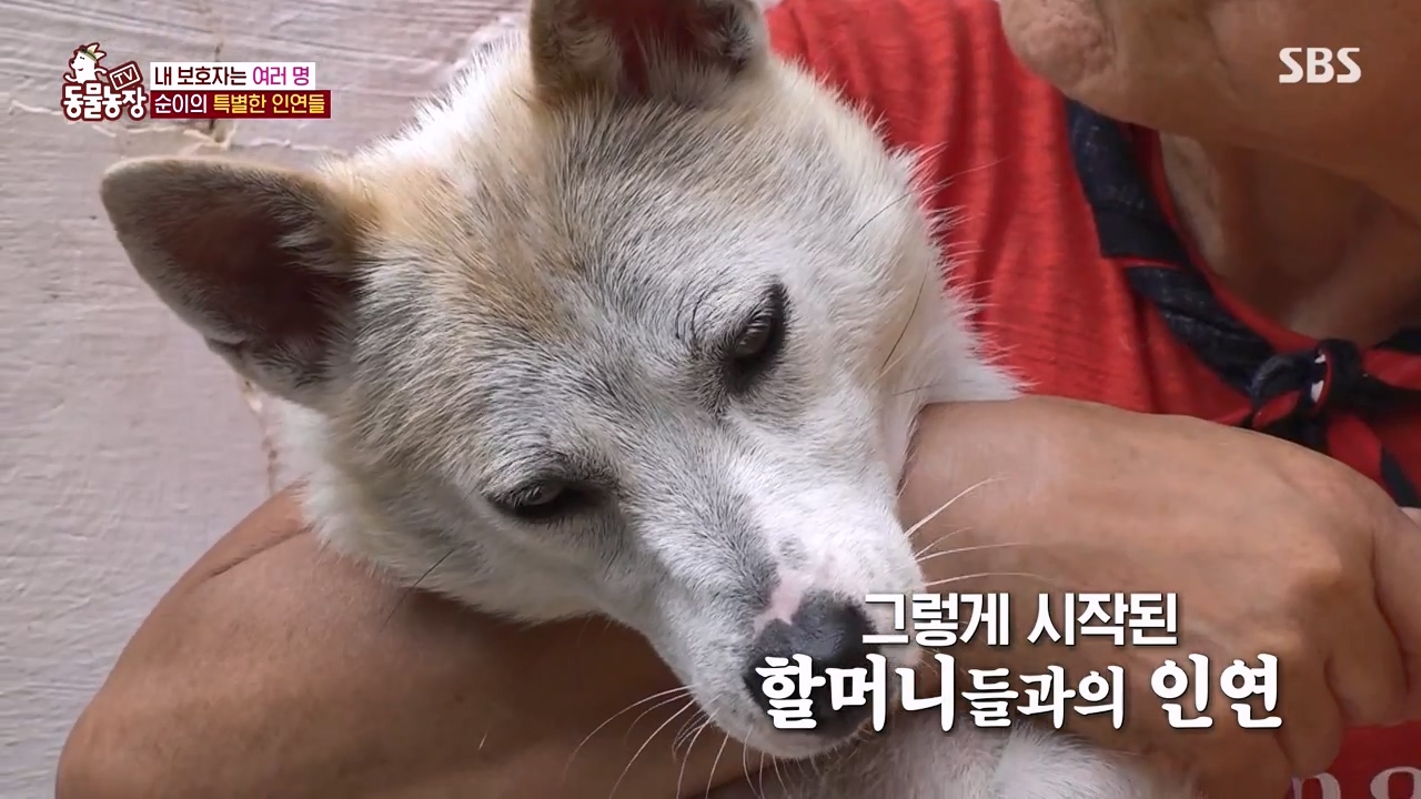 TV 동물농장.E1143.231030p-NEXT.mp4_20231029_162340.378.jpg