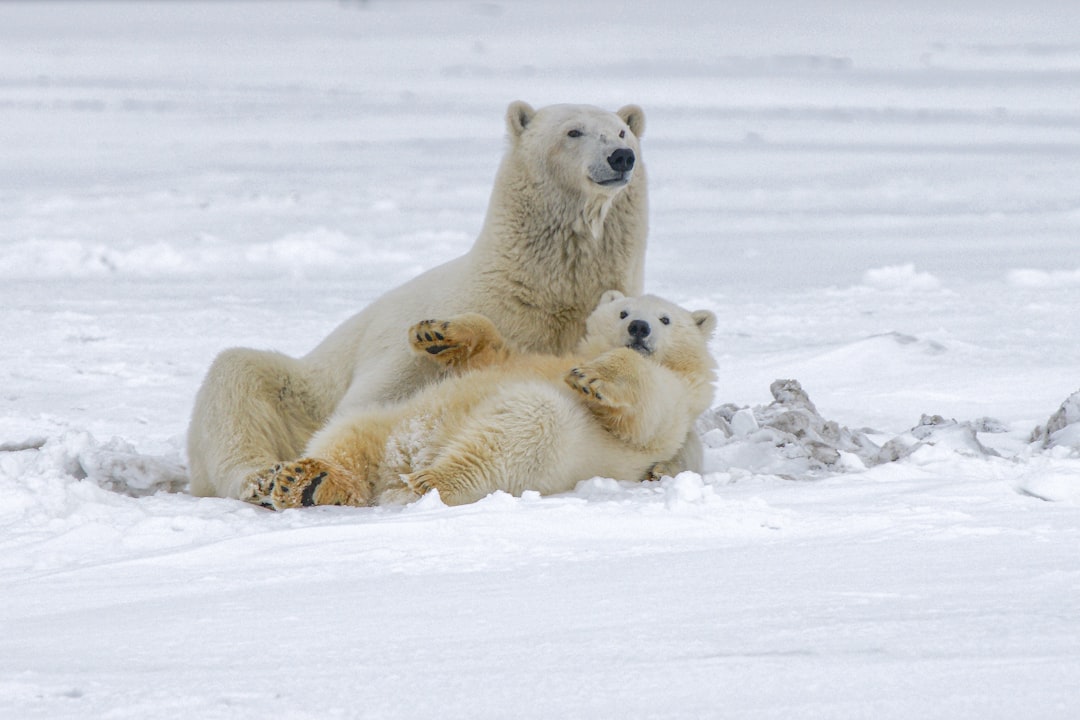 Polar bear