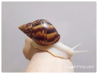백와달팽이 가격 키우기 분양 수명 먹이 성격 종류_7