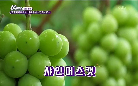 [7612회] 6시 내고향 - KBS7612회] 6시 내고향.ts_20220912_174122.264.jpg