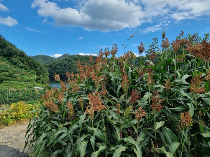 수수-1