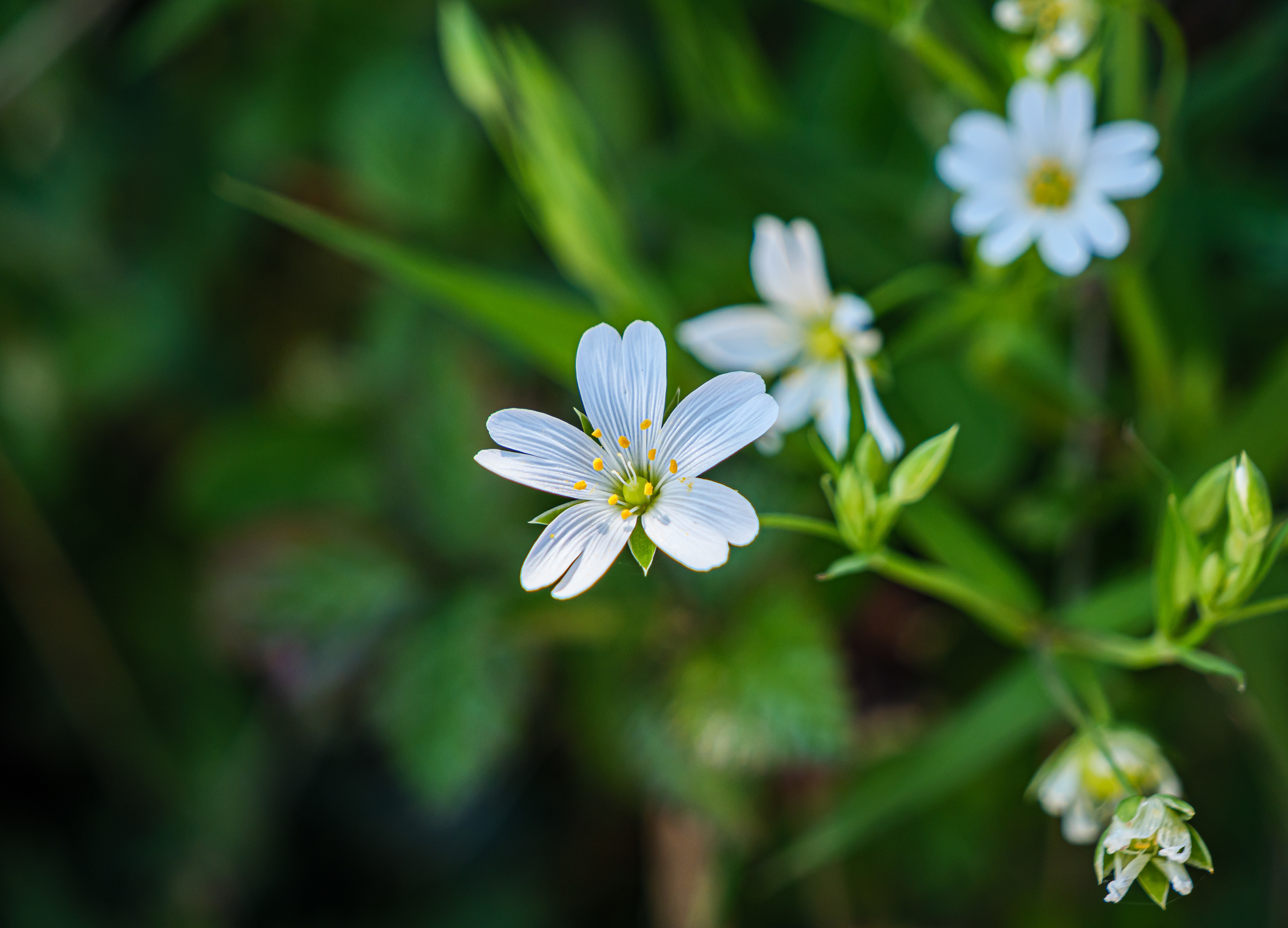 야생에서 크고 있는 별꽃 풀의 하얀 꽃과 줄기 그리고 잎을 확대하여 찍은 사진