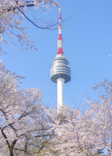 남산벚꽃축제