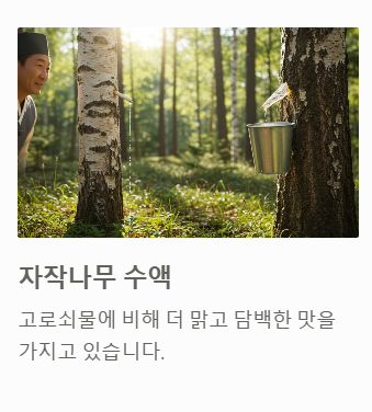 자작나무 수액