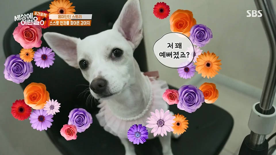 순간포착 세상에 이런일이.E1233.230617p.H264-F1RST.mp4_20230618_175950.768.jpg