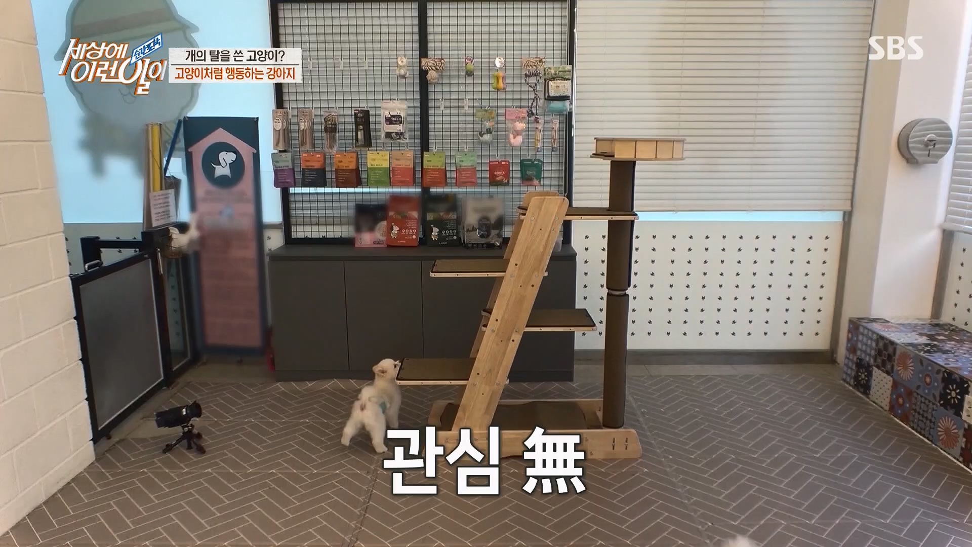 순간포착 세상에 이런일이.E1229.230509p.H264-F1RST.mp4_20230510_194443.440.jpg
