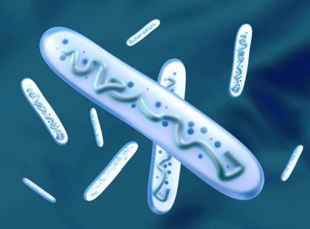 락토비프-유산균
