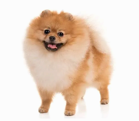 포메라니안&#44; 독일 포메라니아 지역에서 유래 세계적으로 사랑받는 토이견종