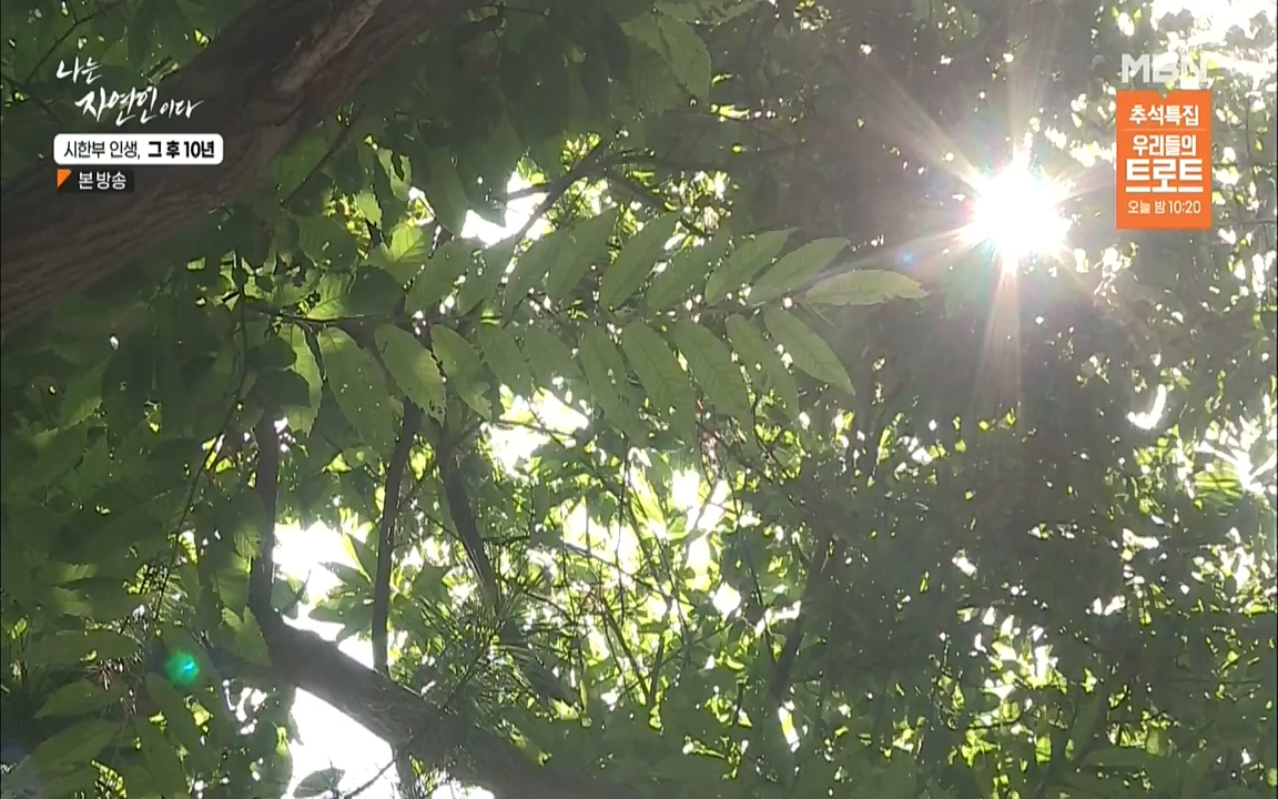 나는 자연인이다.E518.220908p.WANNA.mp4_20220908_200811.840.jpg