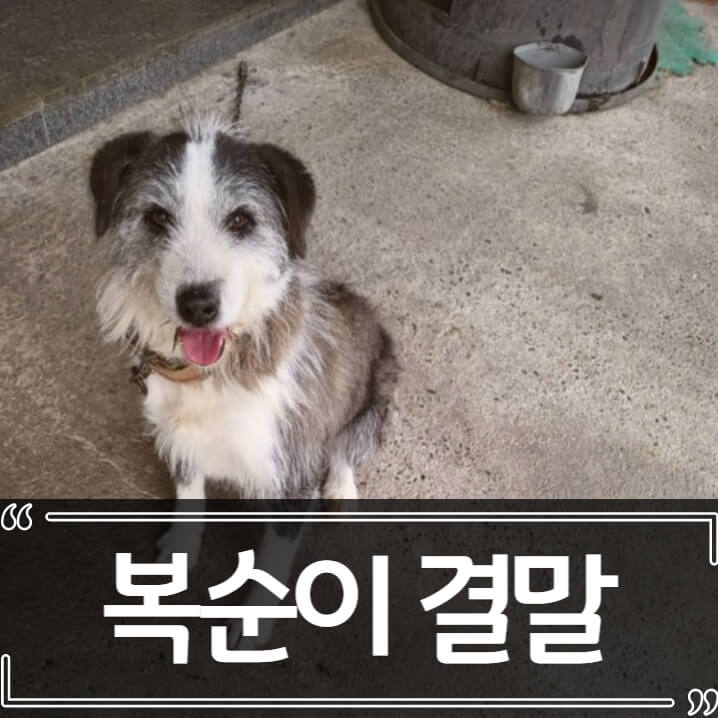  뇌졸중 주인 살린 강아지 복순이.. 보신탕 결말