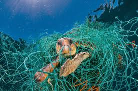 플라스틱 오염이 해양 생물에 미치는 영향