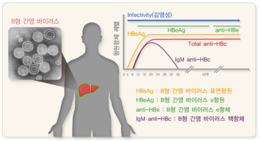 B형간염의 임상경과와 혈청학적 변화