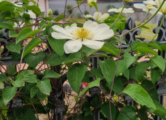 중풍으로 인한 구안와사와 관절염,