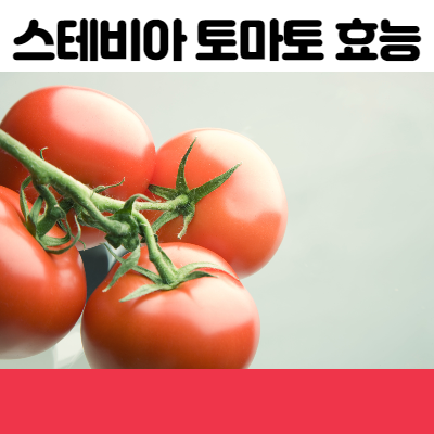 스테비아 토마토 효능