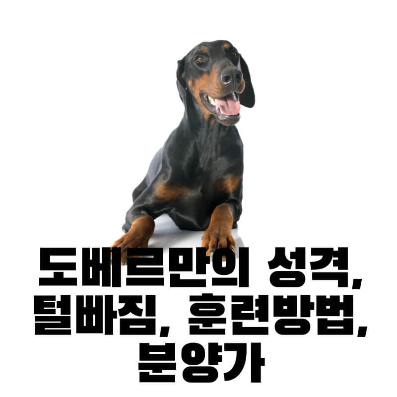 도베르만의 성격&#44; 털빠짐&#44; 훈련방법&#44; 분양가