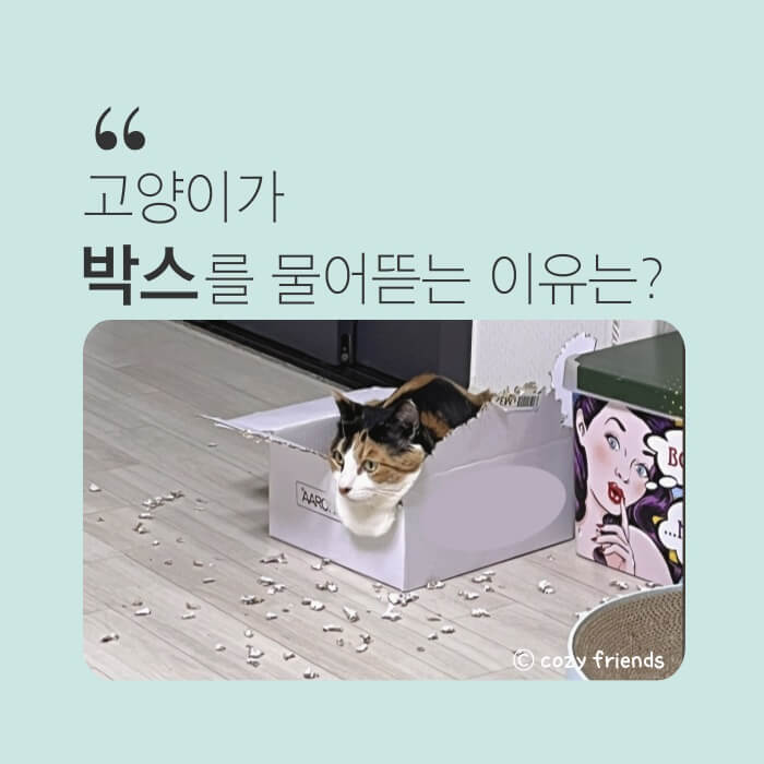 박스-물어뜯고-박스-안에-앉아있는-고양이