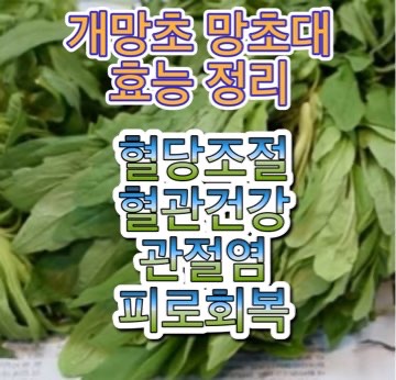 개망초-망초대-효능-효과