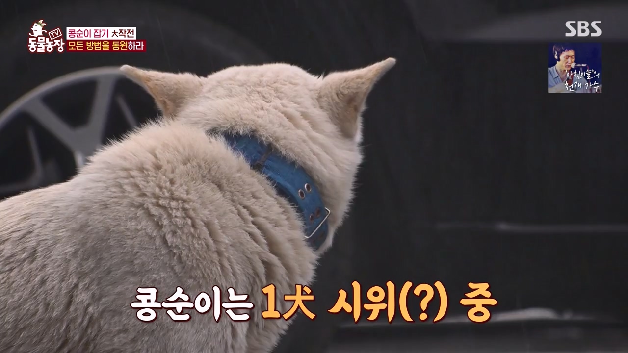 TV 동물농장.E1168.240422p-NEXT.mp4_20240421_170944.167.jpg