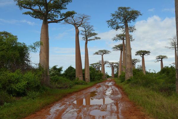 마다가스카르 (Madagascar)