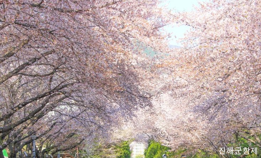 진해군항제ktx