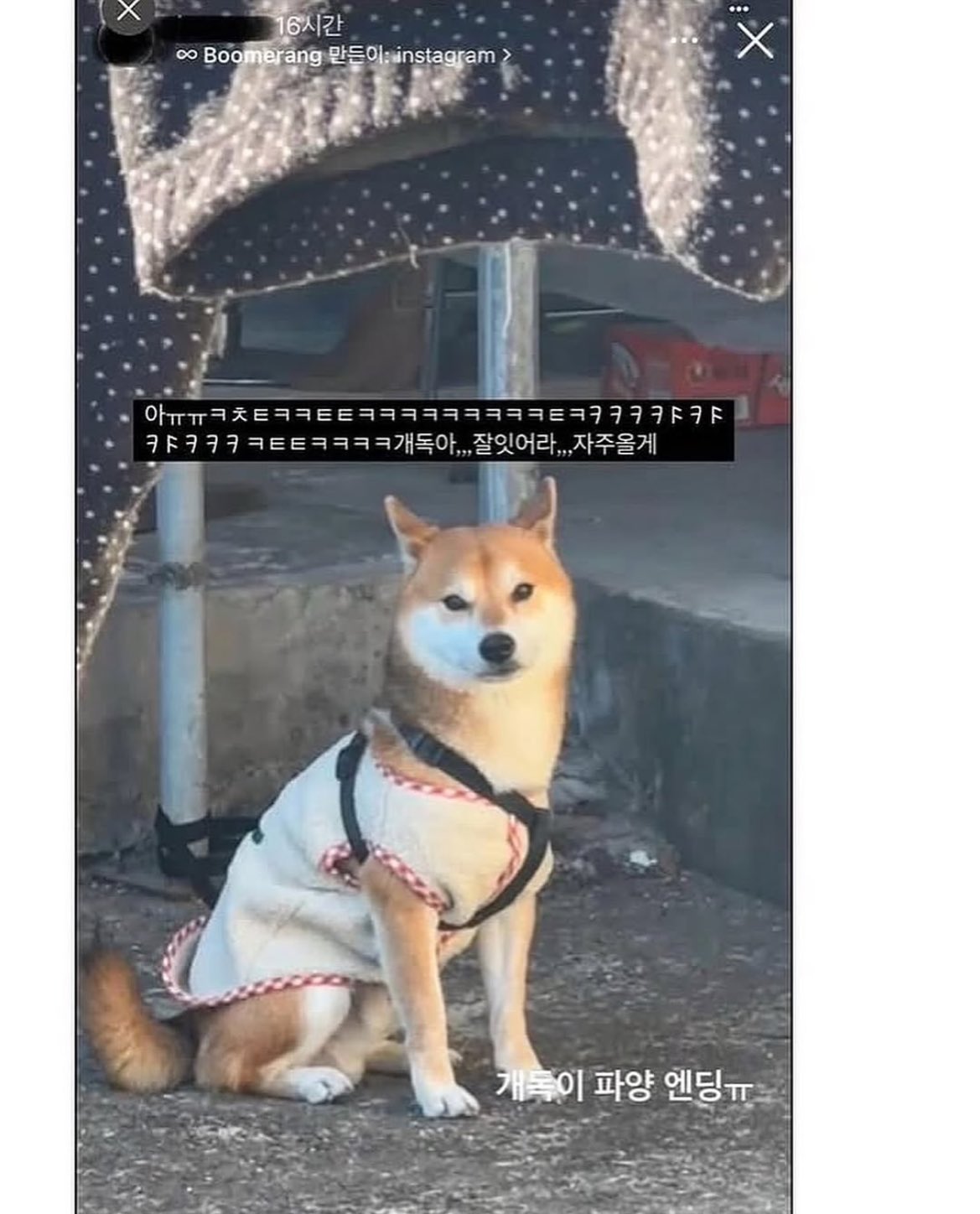 현대해상 키즈모델 엄마 시바견 동물학대 파양 논란 05