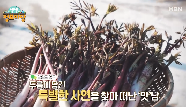  생생정보마당 양구 두릅 택배 주문하는곳